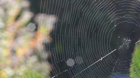 Spider Web - for your video editing