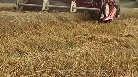 Wheat crop harvesting