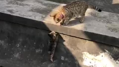 Mom cat teaching her puppy to be strong