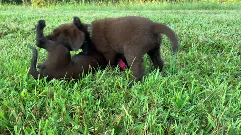 Puppies at Play