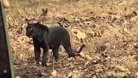 OMG Rare Black Panther Climb on TREE