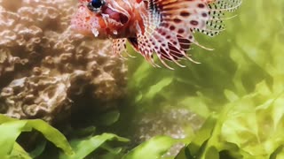 The Red Lionfish