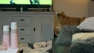 Just A Dog Barking At Other Dogs On The Tv