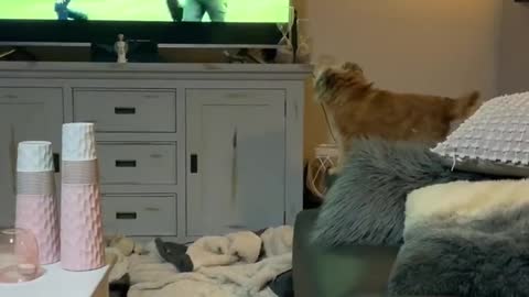 Just A Dog Barking At Other Dogs On The Tv