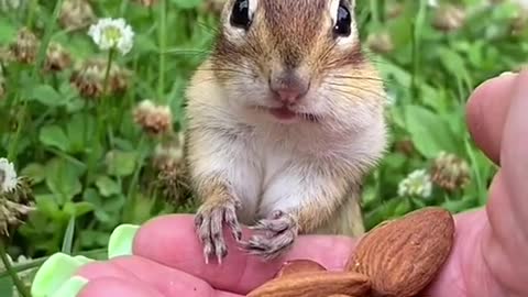 Innocent Amazing Squirrel wwwwwaaaaoooo!