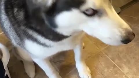Guilty Husky Tries To Blame Other Dog!