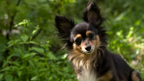 Cute dog looking at the camera with curiosity