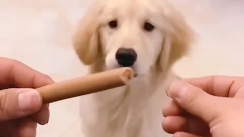 Funny dog 🐕🐕 video 🤣🤣🤣