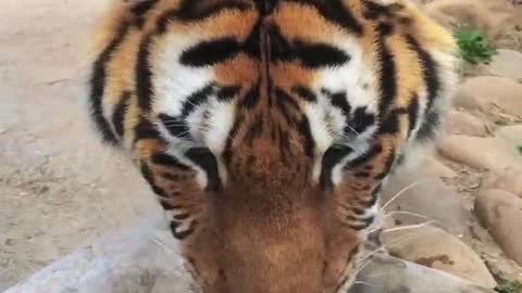 The ferocious tiger drank water