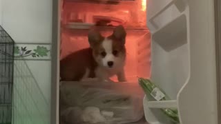 Puppy Cools Off on Fridge Shelf on Hot Days