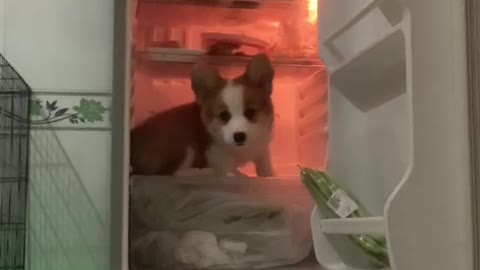 Puppy Cools Off on Fridge Shelf on Hot Days
