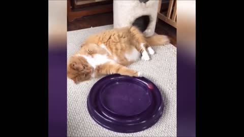 Cats doing hilarious things that will make you laugh