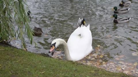 MOST BEAUTIFUL BIRDS IN NATURE 24