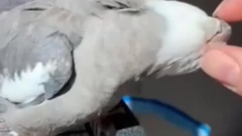 Awesome cute parrot