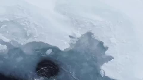 Photographer captures video of a polar bear having fun in water