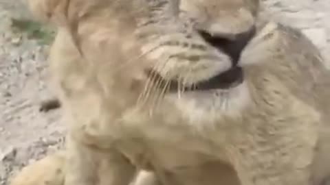roaring lion cub