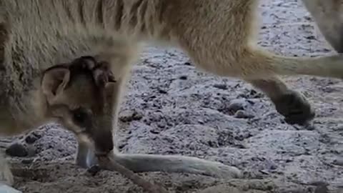 Baby Wallaby in Pouch! #shorts #animals