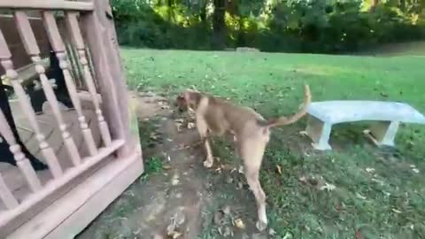 Doberman attack pitbull | Dog prank chronicles