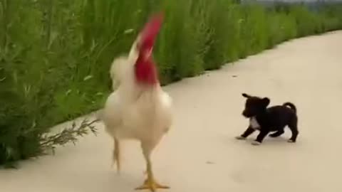 Baby Dog||Chicken||Black||Cute#shortvideo#shorts