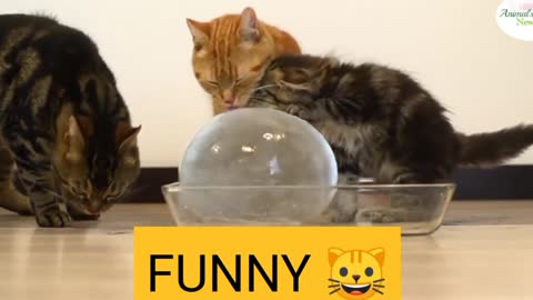 Funny🤣 cat