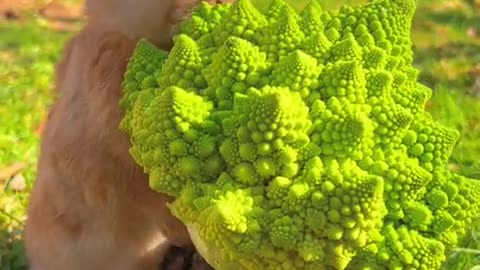 What is this vegetable? It's a bit tough to chew.