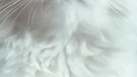 CUTE CAT BABY 🐱| WHITE CUTE ROMANTIC CAT WHATSAPP STATUS