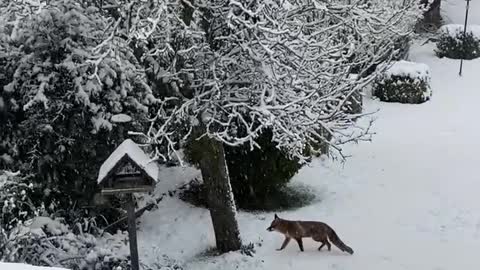 Cats are Fascinated by Fox Playing in Snow