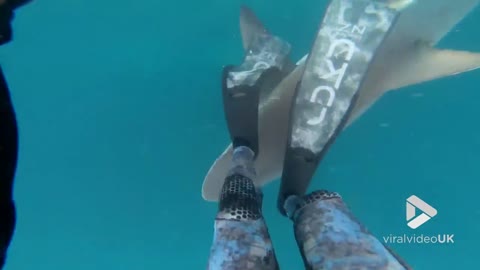 Spear fisher has close encounter with shark!