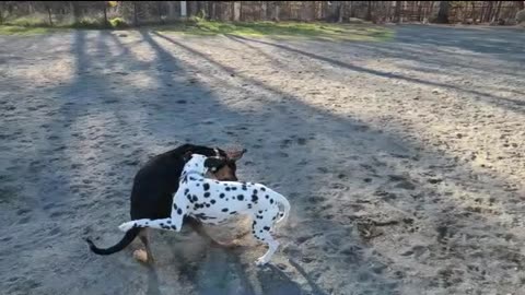 Luna with Black and White Dog