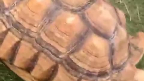 Brown turtle