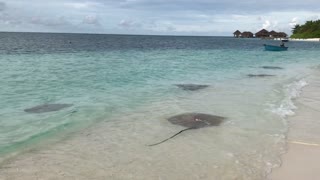 Stingray on the beach!! this is an amazing sight