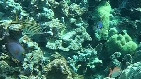 oceanlover#underwater
