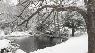Ducks swimming in a pond while it snows