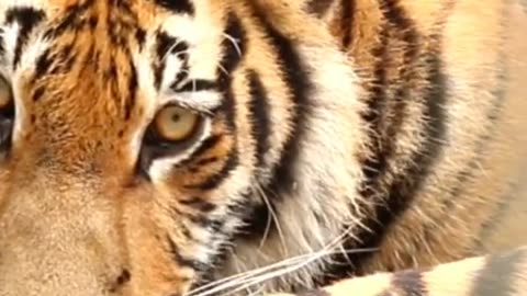Royal Bengal Tiger Animals Videos For Kids