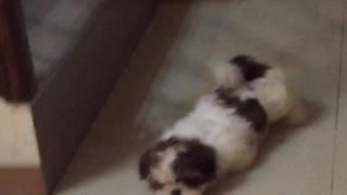 Puppy Plank