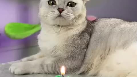 Happy birthday cat