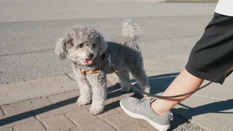 #A few beautiful moments of a fur-filled pet puppy.