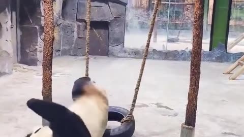Funny panda enjoying game 😂