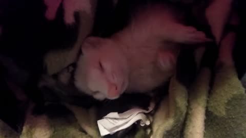 Just a clip of Snowball taking a snooze