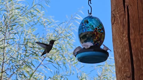 Hummingbird Zen