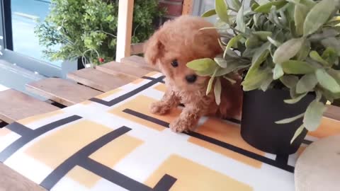 Cute Teacup Poodle Acting Playful And Curious