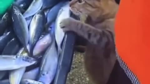 Viral thief funny cat video