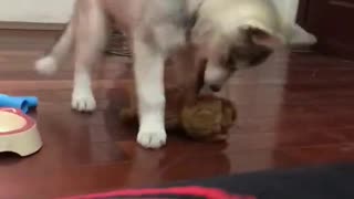 husky bite a doll