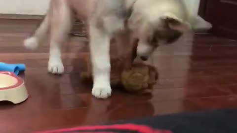 husky bite a doll