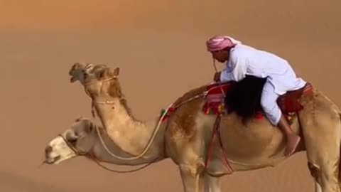 Safari On Camel