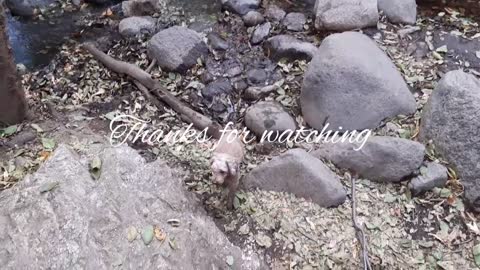 Enjoy Nature with Brindle Pitbull Boxer Mix Nemo Cockapoo Coco and Brian Ka!