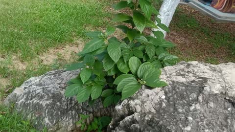 This plant grows tenaciously in the crevices of rocks