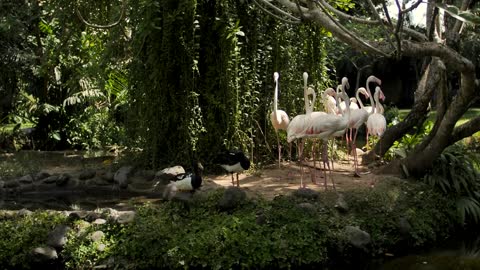 Group of Flamingos on The Shore of a Beautiful Lake