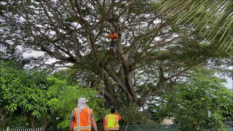 Island Tree Surgeon LLC - (808) 755-4880