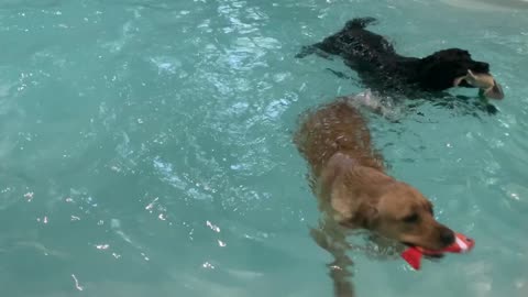 Barkabout Dog Pool